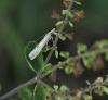 Agriphila inquinatella